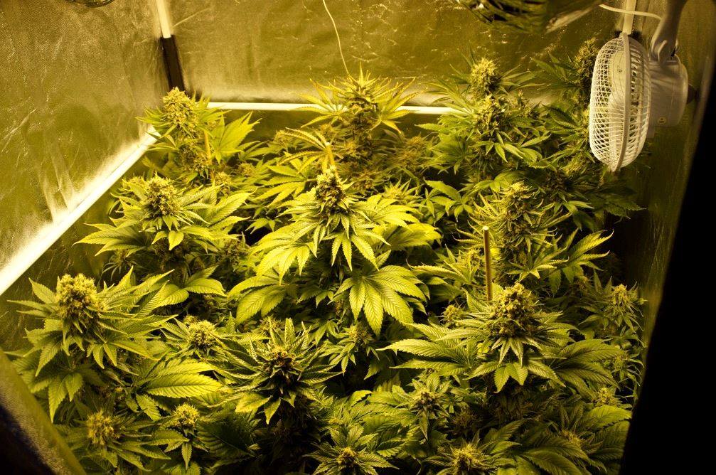 As melhores sementes de maconha As melhores sementes de maconha