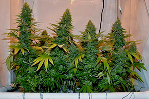 Os melhores brotos de maconha