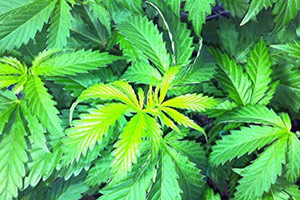 Cannabis luz verde folhas Cannabis luz verde folhas