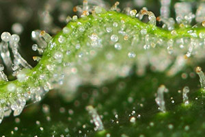 A melhor THC em uma planta A melhor THC em uma planta