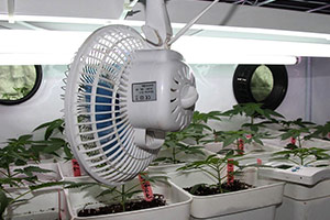 Ventilação de plantas de maconha Ventilação de plantas de maconha