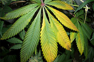 Cannabis folhas amarelas Cannabis folhas amarelas