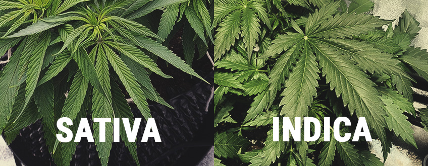 QUAIS SÃO AS DIFERENÇAS ENTRE A INDICA E A SATIVA?