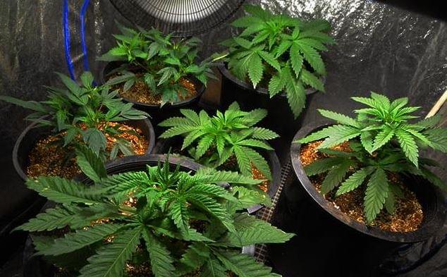 Tenda de cultivo indoor de cannabis