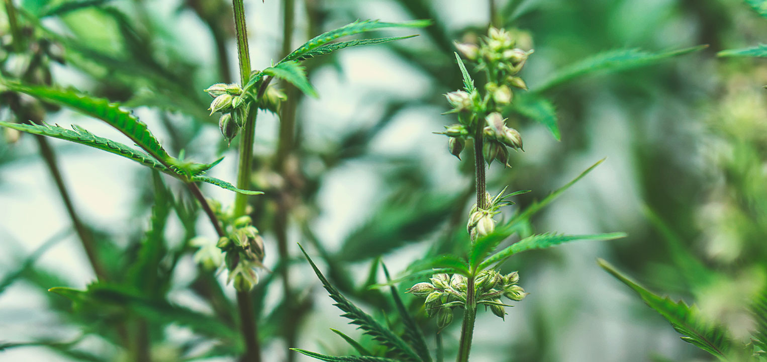 Como São Produzidas as Sementes de Canábis Medicinal Como São Produzidas as Sementes de Canábis Medicinal