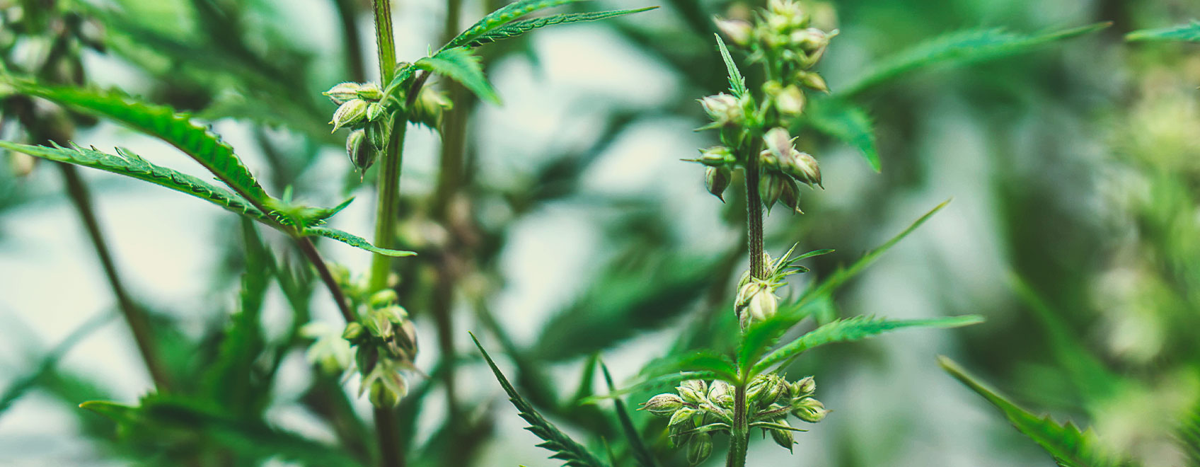 Como São Produzidas as Sementes de Canábis Medicinal Como São Produzidas as Sementes de Canábis Medicinal
