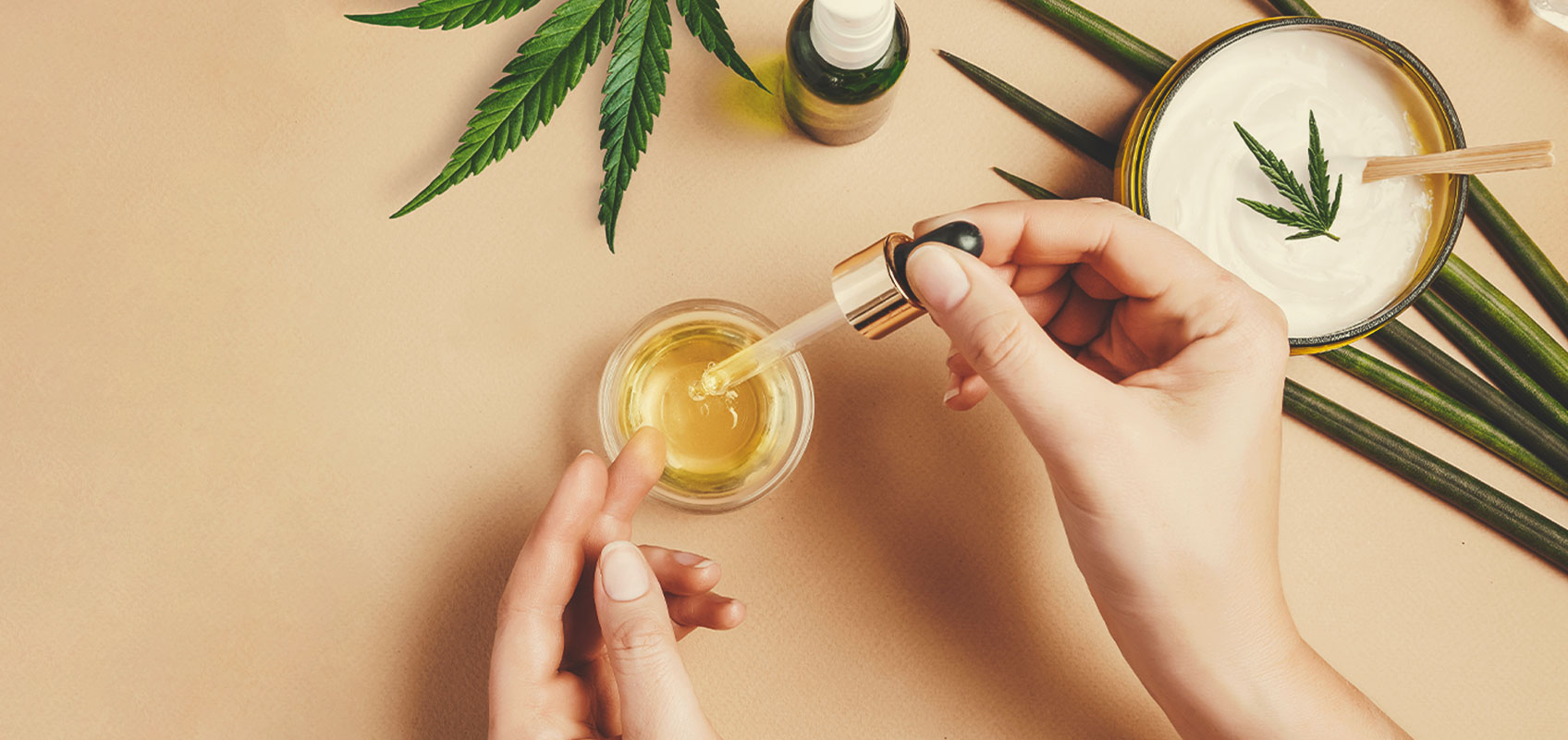 Como Fazer Óleo das Sementes de Canábis Medicinal Como Fazer Óleo das Sementes de Canábis Medicinal