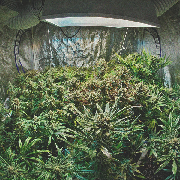 O Que Eu Preciso Para Plantar Cannabis Indoor?