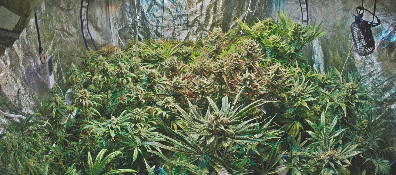 O Que Eu Preciso Para Plantar Cannabis Indoor?