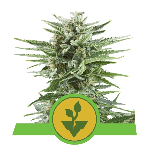 Easy Bud Royal Queen Seeds