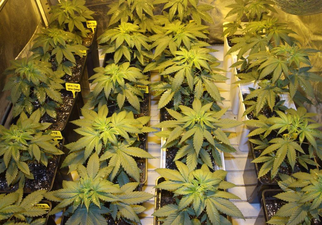 Compre as melhores sementes de cannabis