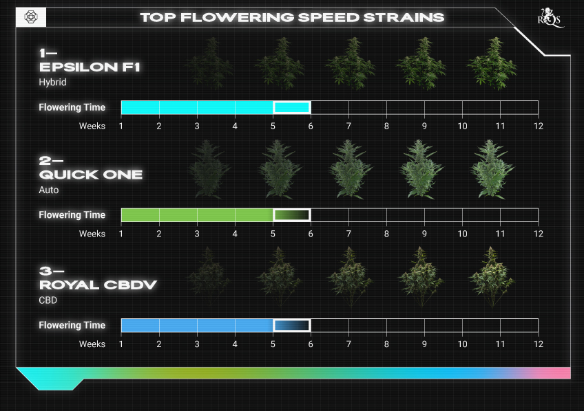 Top RQS Fast-Flowering Strains