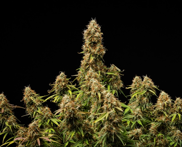 Resultado final da Gaia F1 Flores densas e resinosas com uma estrutura totalmente madura no final do ciclo