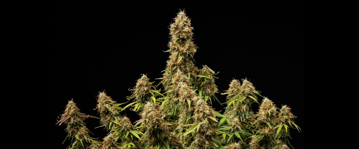 Resultado final da Gaia F1 Flores densas e resinosas com uma estrutura totalmente madura no final do ciclo