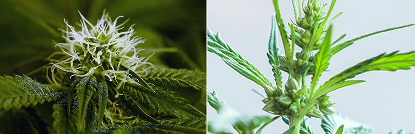 Diferença entre plantas de maconha masculina e feminina