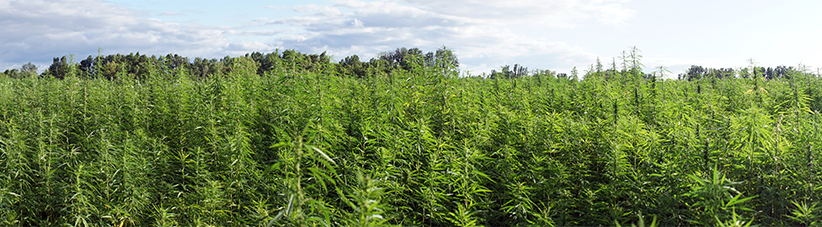 Ao ar livre crescendo cannabis Ao ar livre crescendo cannabis