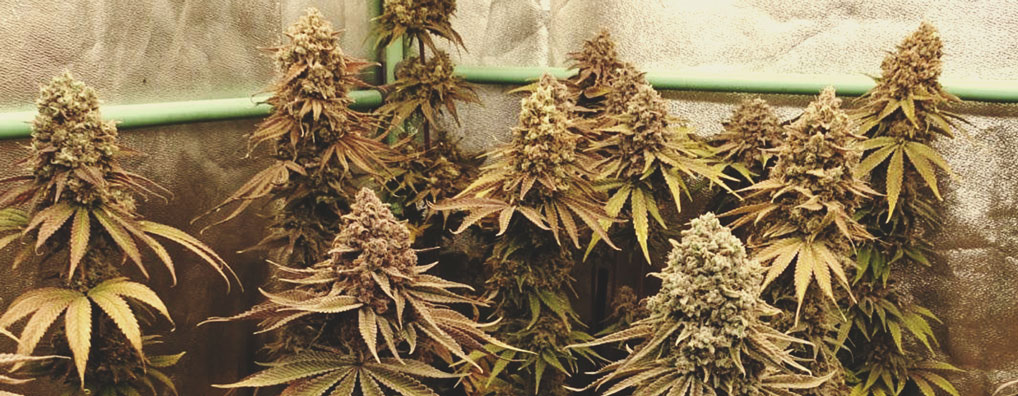 Green Crack Punch Green Crack Punch