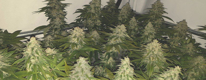 Green Gelato Green Gelato