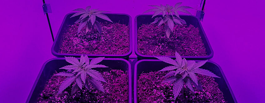 Green Crack Punch Green Crack Punch