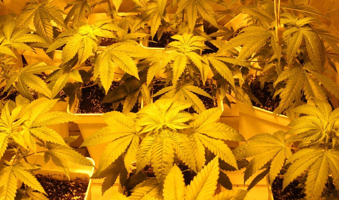 Crescimento e florescimento de plantas de cannabis