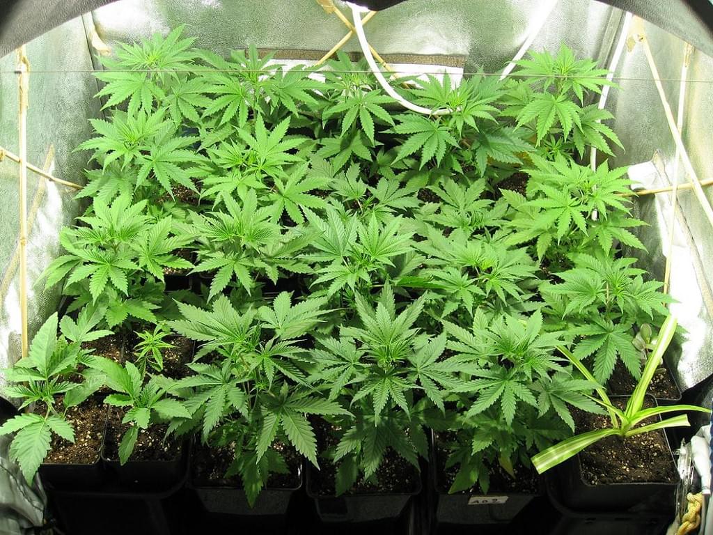 Cultivo de maconha no interior Cultivo de maconha no interior