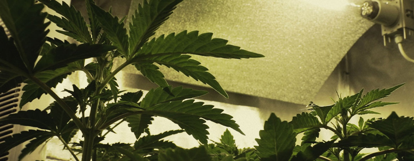 Construindo seu cannabis Grow Room