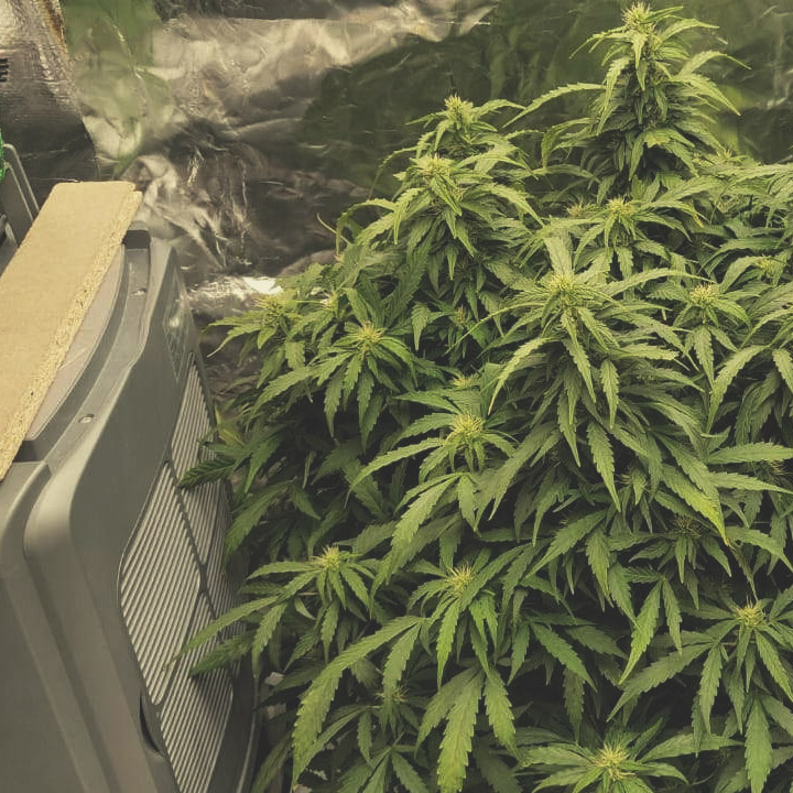 COMO CULTIVAR SEMENTES AUTOFLORESCENTES COMO CULTIVAR SEMENTES AUTOFLORESCENTES