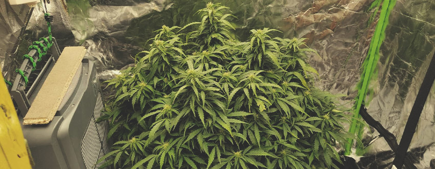 COMO CULTIVAR SEMENTES AUTOFLORESCENTES COMO CULTIVAR SEMENTES AUTOFLORESCENTES
