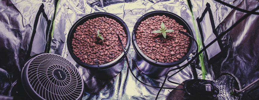 UM CRONOGRAMA DETALHADO DO CULTIVO DE CANÁBIS UM CRONOGRAMA DETALHADO DO CULTIVO DE CANÁBIS