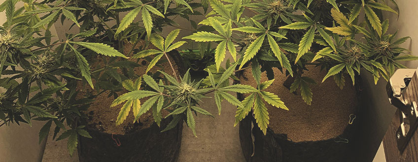 EXPERIMENTE UMA COLHEITA PROGRESSIVA QUANDO OS BROTOS INFERIORES NÃO ESTIVEREM TOTALMENTE MADUROS EXPERIMENTE UMA COLHEITA PROGRESSIVA QUANDO OS BROTOS INFERIORES NÃO ESTIVEREM TOTALMENTE MADUROS