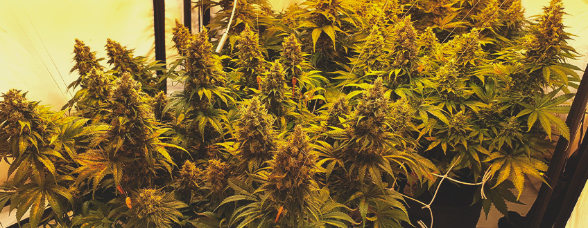Haze Berry Haze Berry