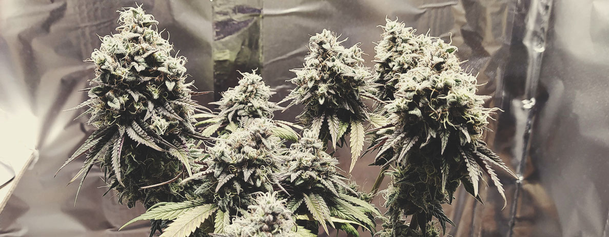 Haze Berry Haze Berry