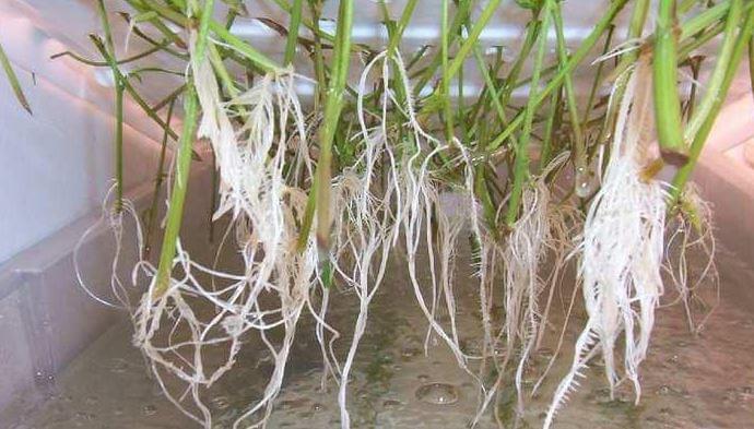 Hidro cannabis crescente