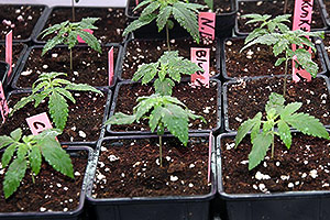 Marijuana de interior cresce primeira semana Marijuana de interior cresce primeira semana