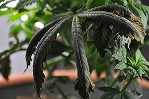 Uma planta de cannabis precisa de ajuda Uma planta de cannabis precisa de ajuda