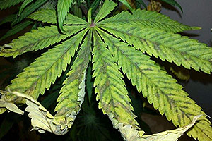 O que fazer por sobrealimentação de uma planta de cannabis? O que fazer por sobrealimentação de uma planta de cannabis?