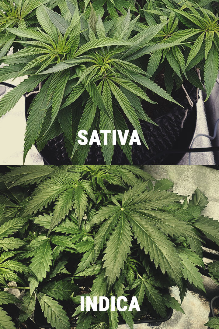 QUAIS SÃO AS DIFERENÇAS ENTRE A INDICA E A SATIVA?