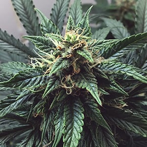 Stress Killer