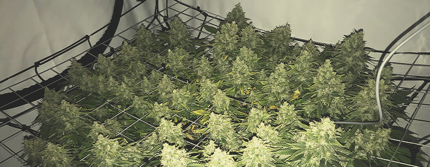 Lemon Shining Silver Haze Lemon Shining Silver Haze