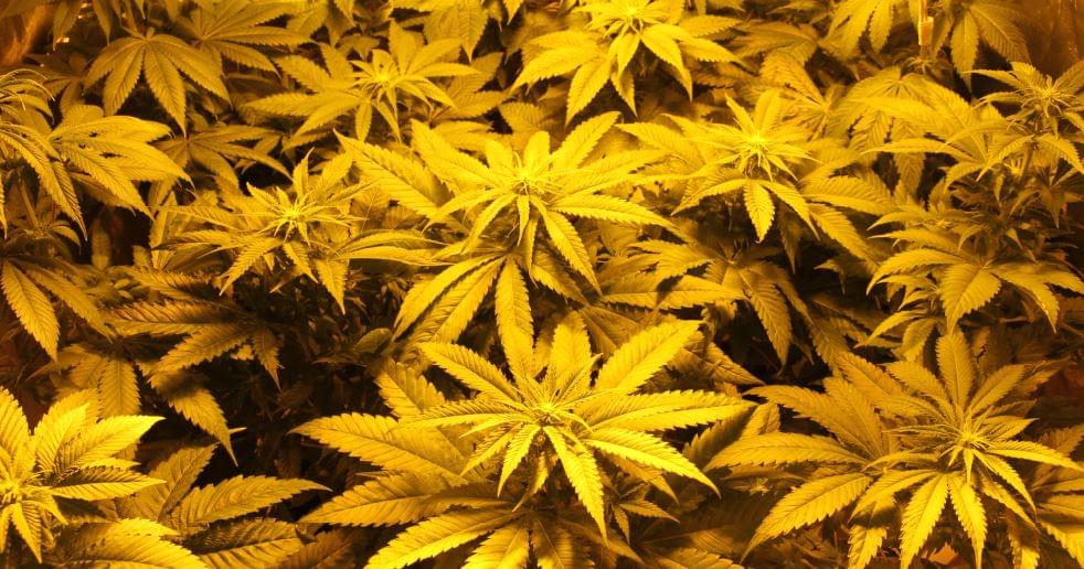 As melhores sementes de maconha