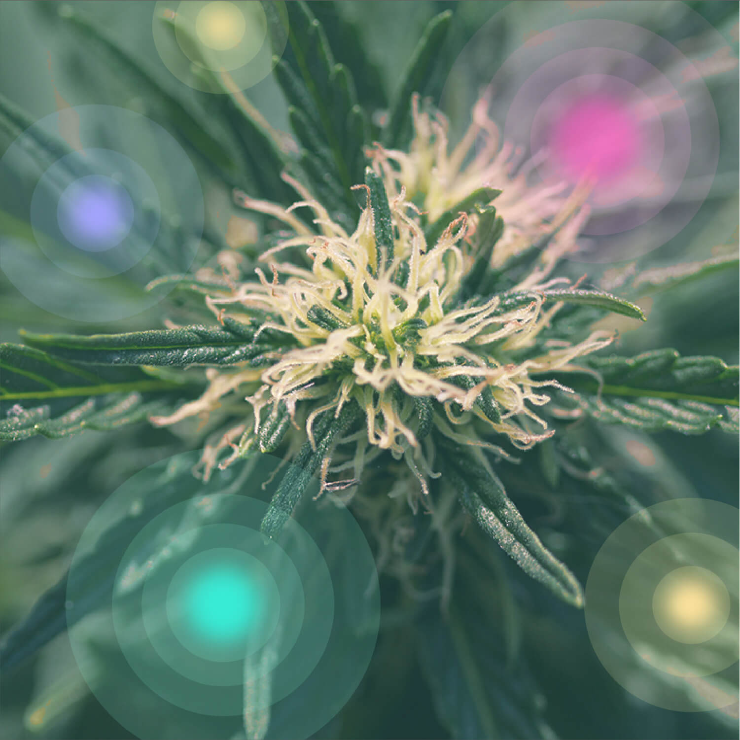 O que é a Marijuana Medicinal?