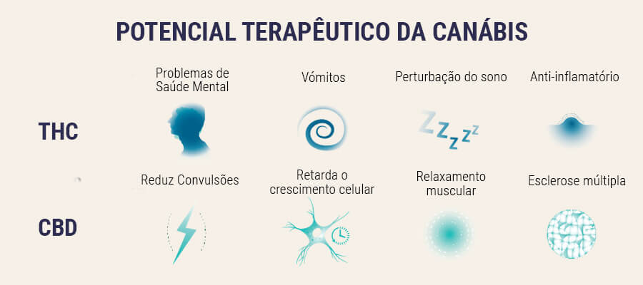 Sementes de Cannabis Medicinal Sementes de Cannabis Medicinal