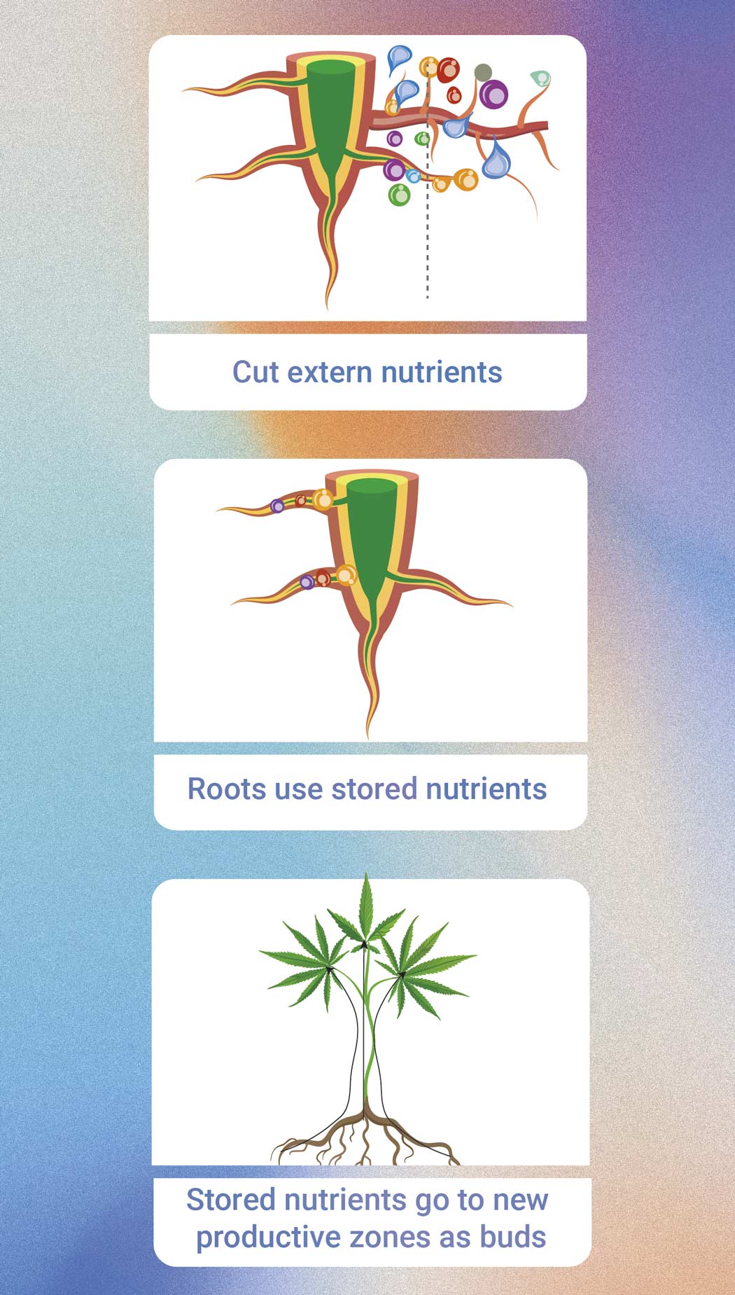 Cómo y cuándo hacer un lavado de raíces a tus plantas de marihuana