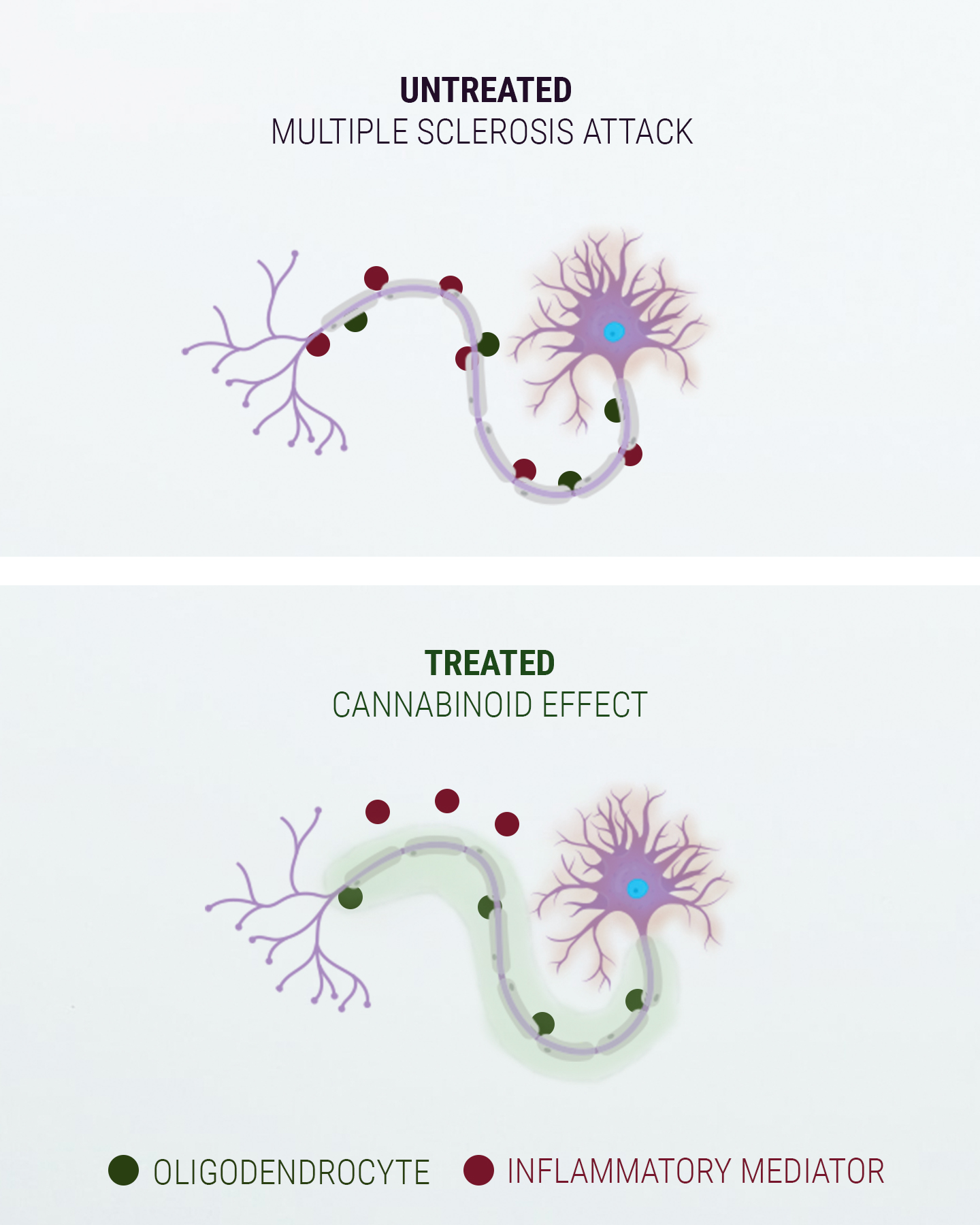 Um Pouco Sobre o Sistema Endocanabinoide Um Pouco Sobre o Sistema Endocanabinoide