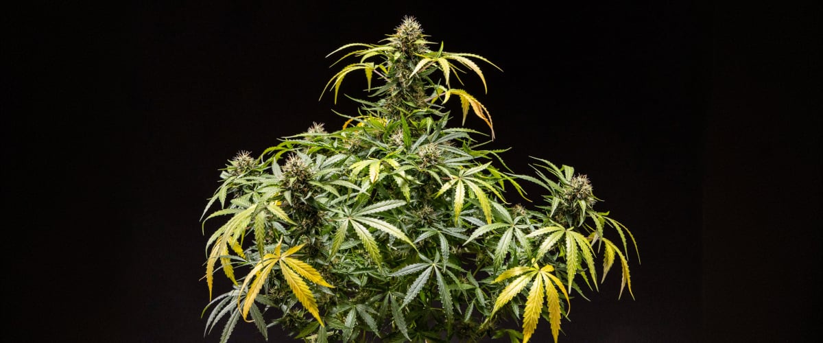 Planta de cannabis North Thunderfuck com buds densos e resinosos, pistilos laranja e tricomas cristalizados durante a fase final de floração