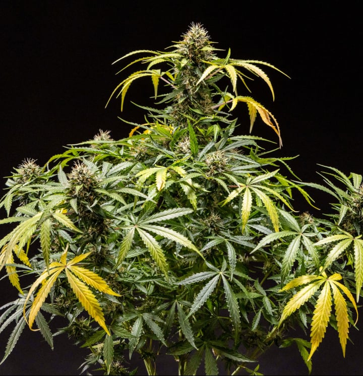 Planta de cannabis North Thunderfuck com buds densos e resinosos, pistilos laranja e tricomas cristalizados durante a fase final de floração