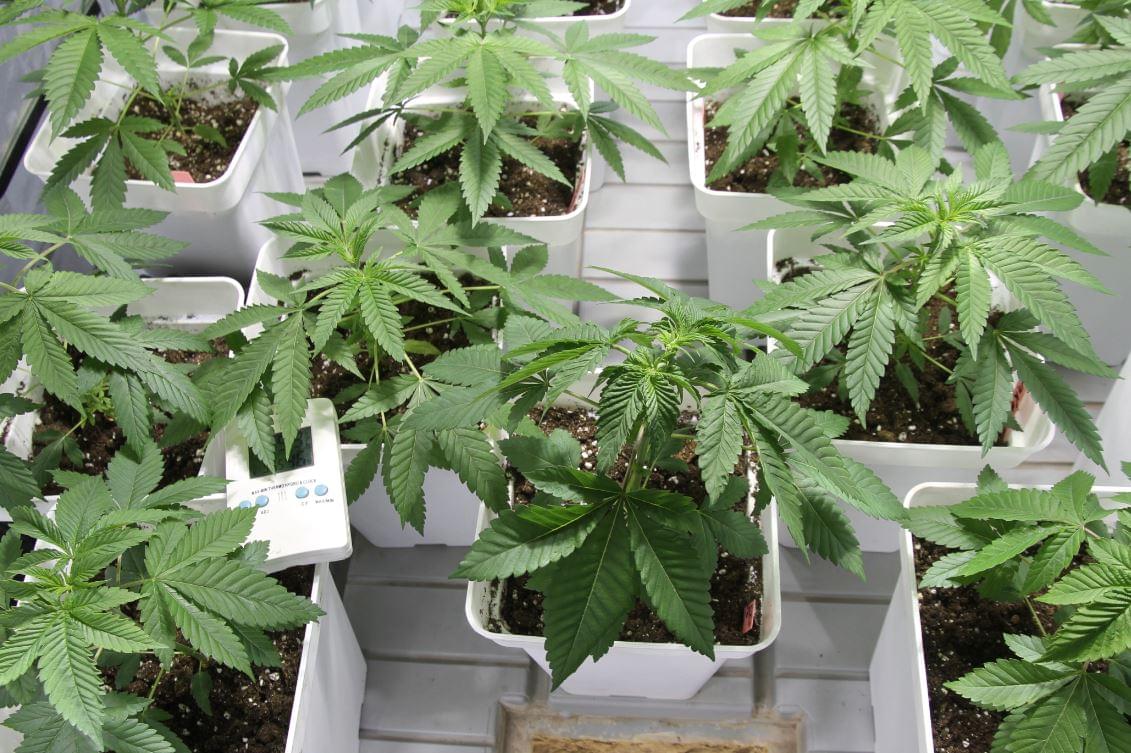 As melhores plantas de cannabis