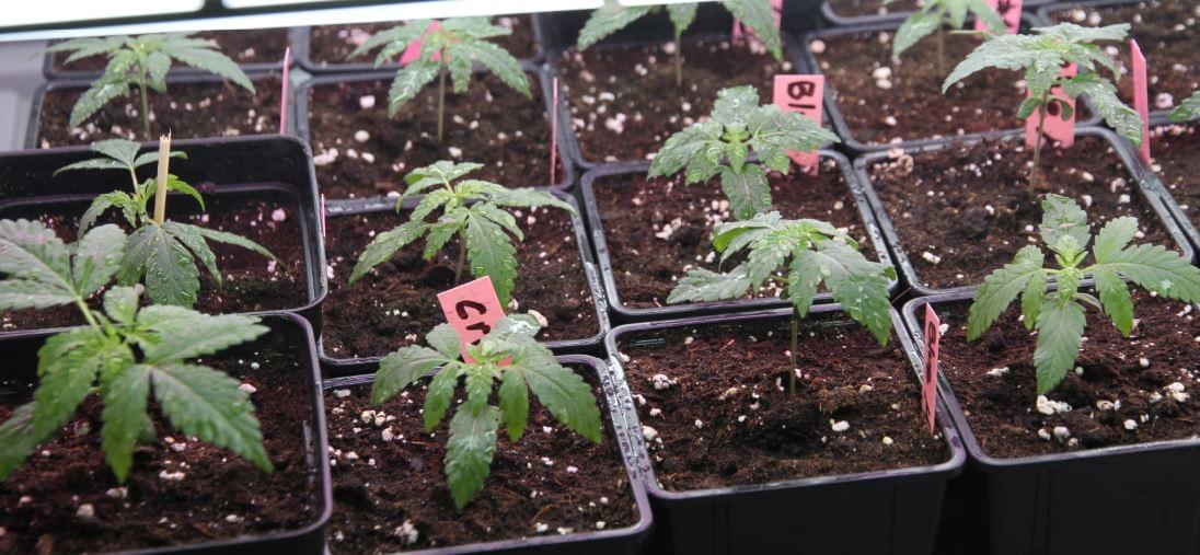 gPlantas de cannabis germinadas