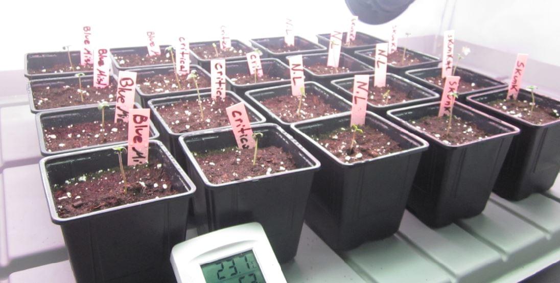 Planta de maconha brota no chão