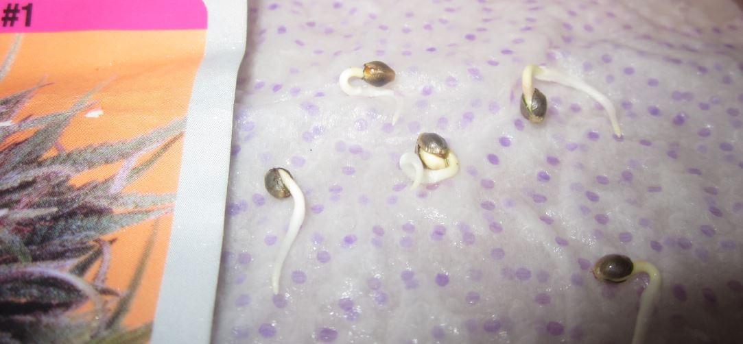 Como germinar plantas de cannabis